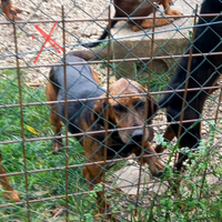 Meticcio (segugio del giura e segugio maremmano)