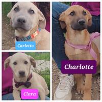 2 sorelline e 1 fratellino,dolci dolci