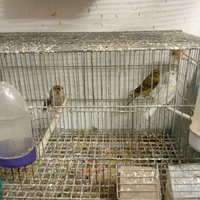 Uccelli