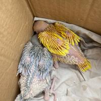 Pulli parrocchetti dal collare