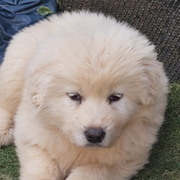Cucciola pastore maremmano abruzzese