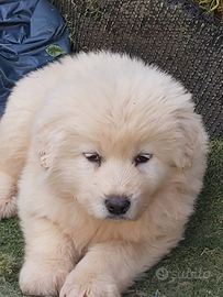 Cucciola pastore maremmano abruzzese