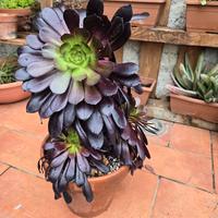 PIANTE TROPICALI - ORNAMENTALI  - PIANTE GRASSE 