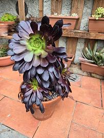 PIANTE TROPICALI - ORNAMENTALI  - PIANTE GRASSE 