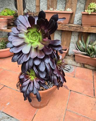 PIANTE TROPICALI - ORNAMENTALI  - PIANTE GRASSE 