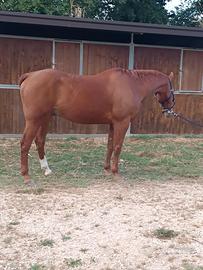 Cavallo