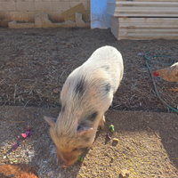 Maialino thailandese