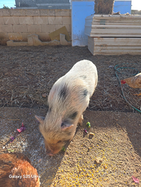 Maialino thailandese