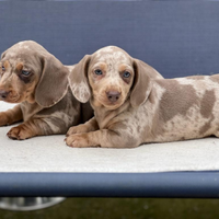 Bassotto Arlecchino Cioccolato