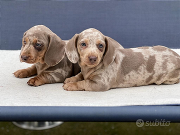 Bassotto Arlecchino Cioccolato