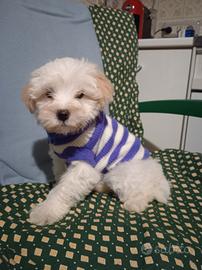 Cucciolo di maltese toy