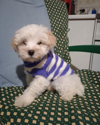 Cucciolo di maltese toy