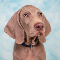 WEIMARANER meravigliosi cuccioli