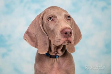 WEIMARANER meravigliosi cuccioli