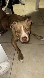 Pitbull di 2 anni