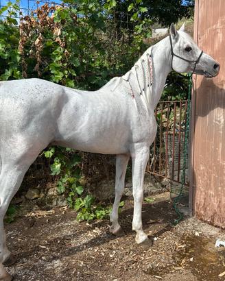 Cavallo