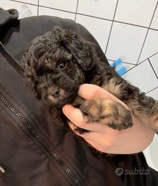 Barboncino toy phantom maschietto