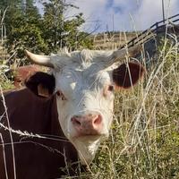 Bovine da latte gravide
