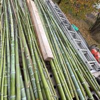 Canne bambú