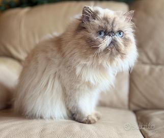 Gatte persiano ipertipico colorpoint