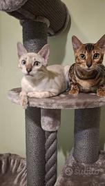 2 gattini bengala prezzo simbolico 200 euro