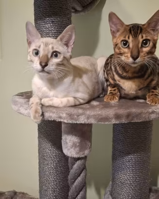 2 gattini bengala prezzo simbolico 200 euro