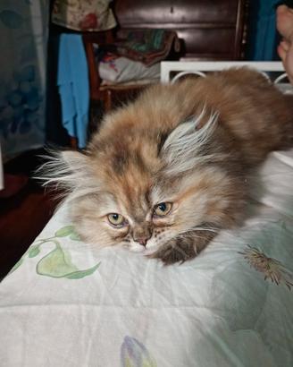 Gattine Cincilla 