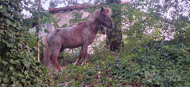 Stallone appalooso 85 cm