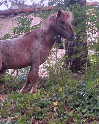 Stallone appalooso 85 cm
