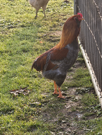 Gallo araucana