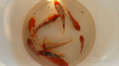 Carpe Koi laghetto