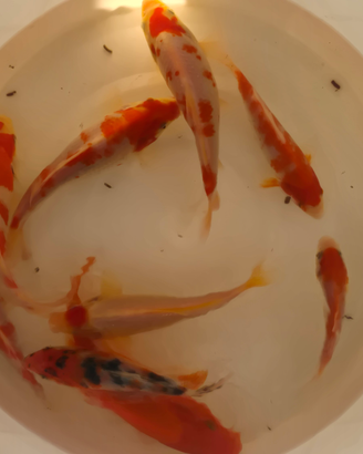 Carpe Koi laghetto
