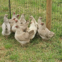 Araucana inglese lavanda