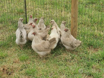 Araucana inglese lavanda