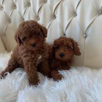 Barboncini toy e nani