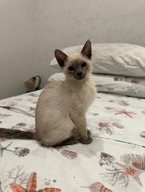 Don Sphynx