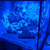 acquario di acqua dolce