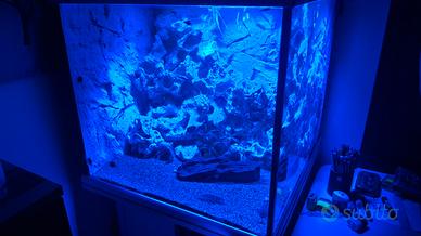 acquario di acqua dolce