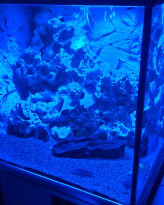 acquario di acqua dolce