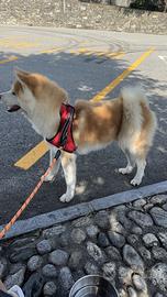 Akita Inu monta