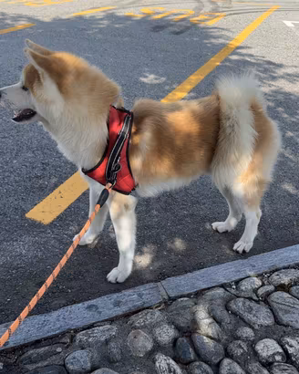 Akita Inu monta