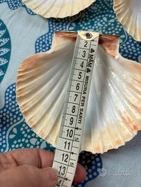 75 conchiglie di capasanta