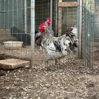 Gallo australorp