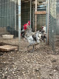 Gallo australorp