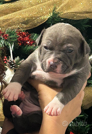 Cuccioli disponibili Alta genealogia