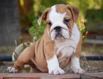 Cuccioli Bulldog Inglese AllevamentoDarwinbulldogs