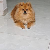 Spitz di Pomerania crema