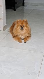 Spitz di Pomerania crema