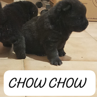 Chow Chow pedigree ENCI