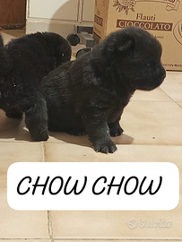 Chow Chow pedigree ENCI